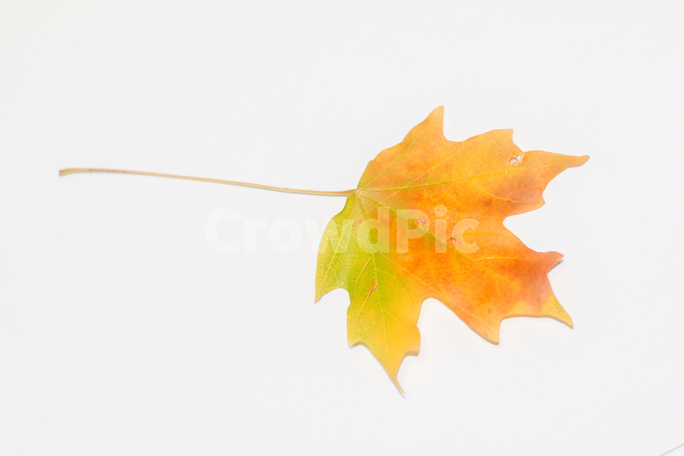 단풍,단풍잎,나뭇잎,가을,잎,낙엽,식물,autumn,leaf,leaves,maple,fall,plant,계절,season,가을,계절,fall,autumn,season