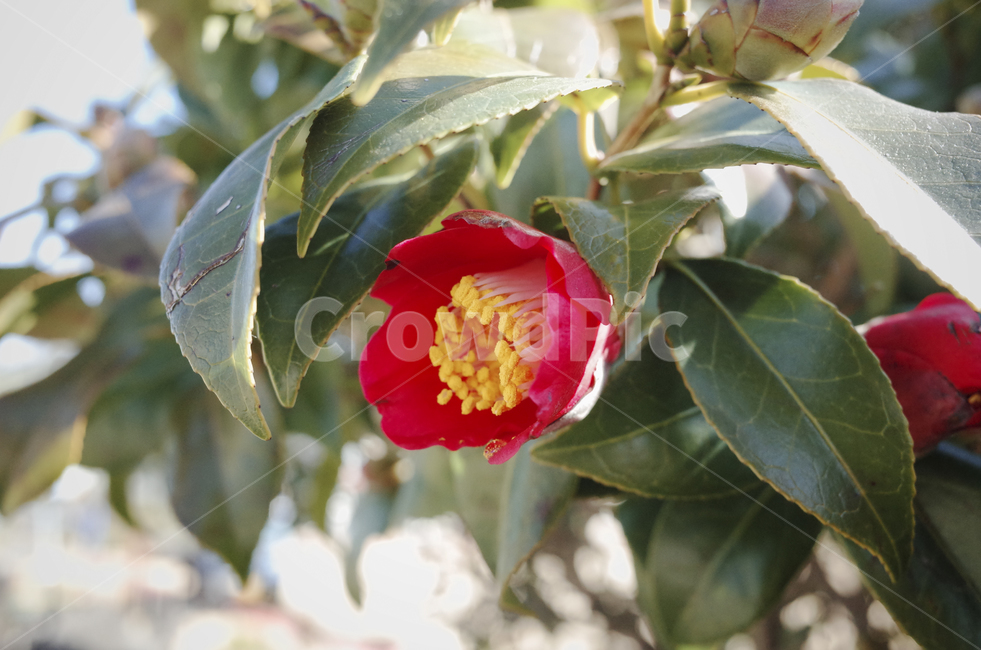꽃,flower,blossom,red,redflower,빨간꽃,동백,동백꽃,camellia,plant,식물,식물,자연,plants,nature,꽃,flower