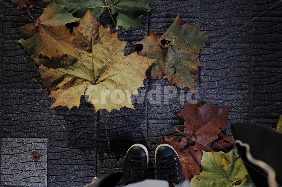 leat,잎,plant,식물,tree,나무,낙엽,바닥,인도,walkway,보도,yellow,green,old,가을,계절,fall,autumn,season,식물,자연,plants,nature