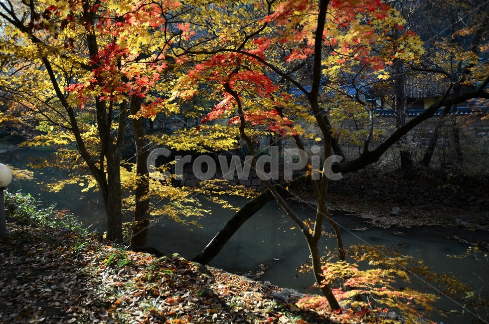 단풍,가을,가을단풍,단풍나무,나무,산,자연,fall,autumn,season,가을,계절,fall,autumn,season,leaf,잎,plant,식물,tree,maple