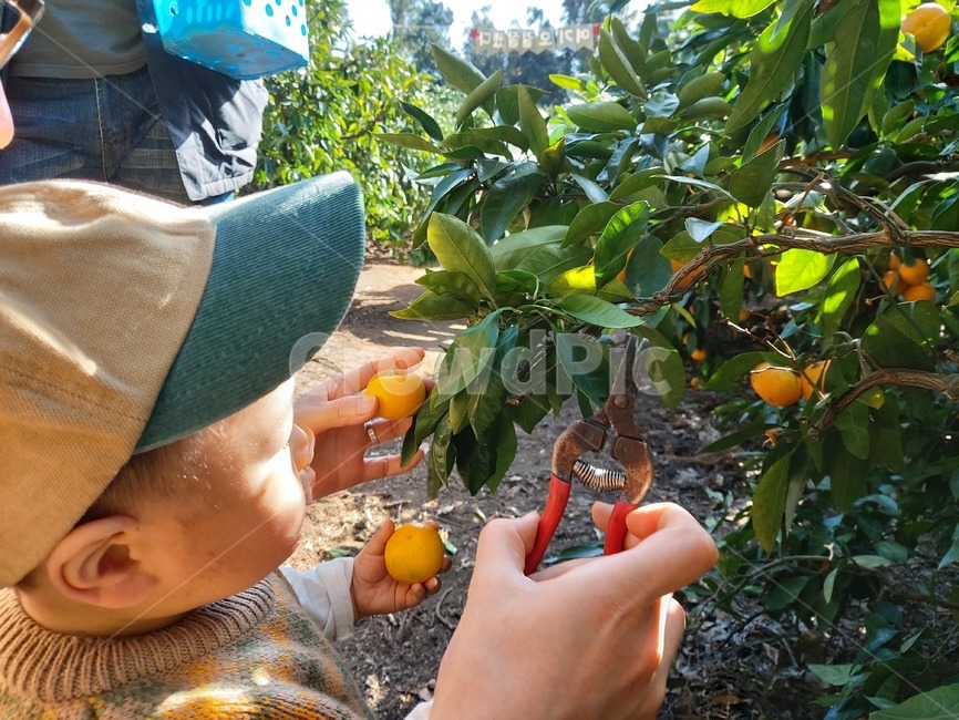 과일,fruit,감귤,체험,제주도,농장,귤