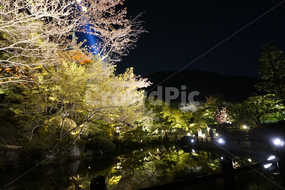 나무,호수,밤,꽃,자연,tree,lake,night,flower,nature,야경,밤,풍경,nightscape,night,landscape,식물,자연,plants,nature,꽃,flower