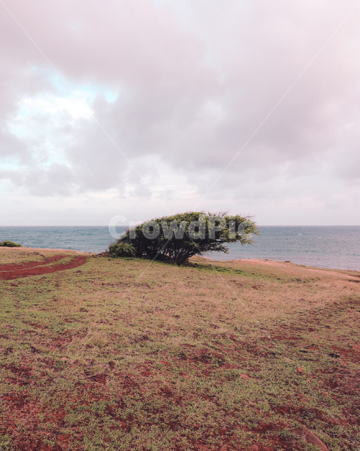 나무,하늘,바다,몽환,구름,풍경,자연,풍경,nature,landscape,land,땅,outdoors,옥외,ocean,대양,sea,water,물,shoreline,해안선
