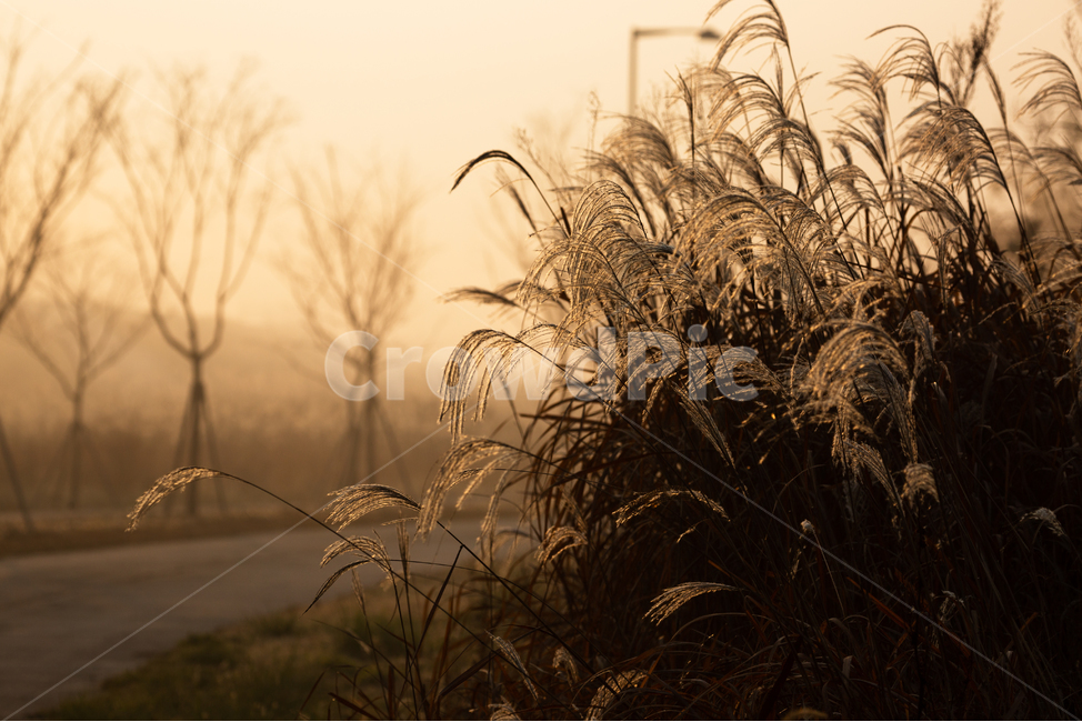 자연,풍경,가을,아침,안개,억새,가을,계절,fall,autumn,season,plant,식물,grass,잔디