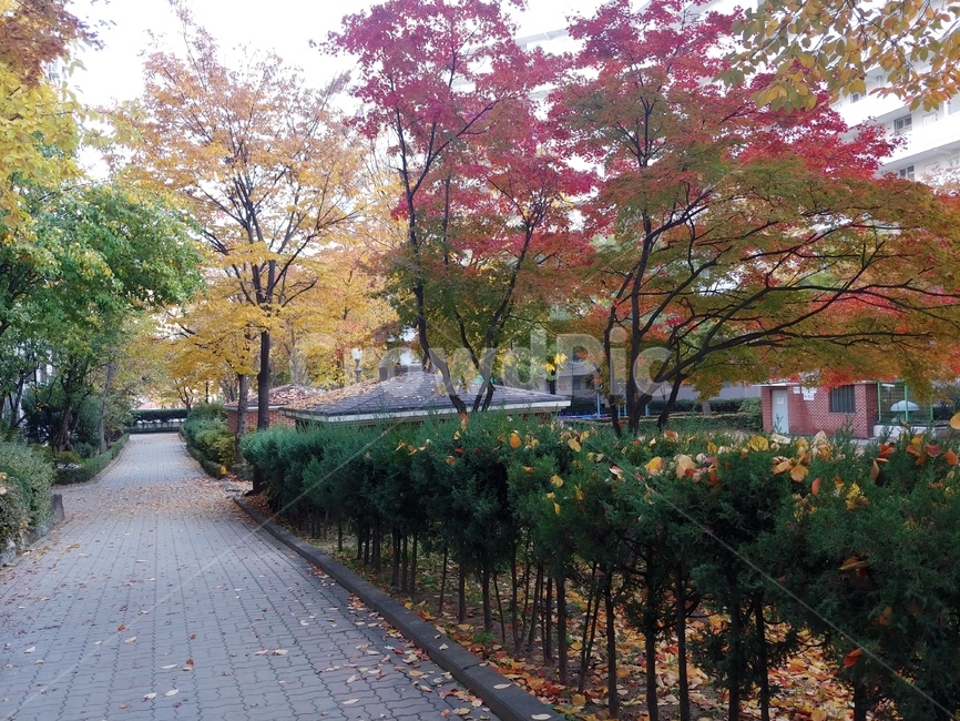 가을,낙엽,단풍,나뭇잎,울긋불긋