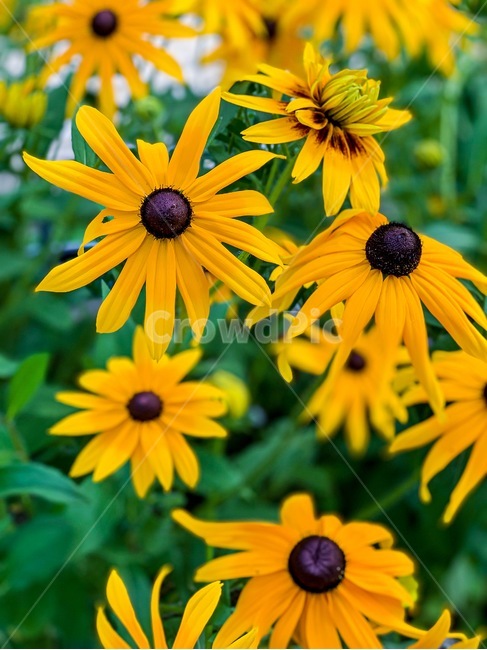 꽃,노란꽃,루드베키아,접사,flower