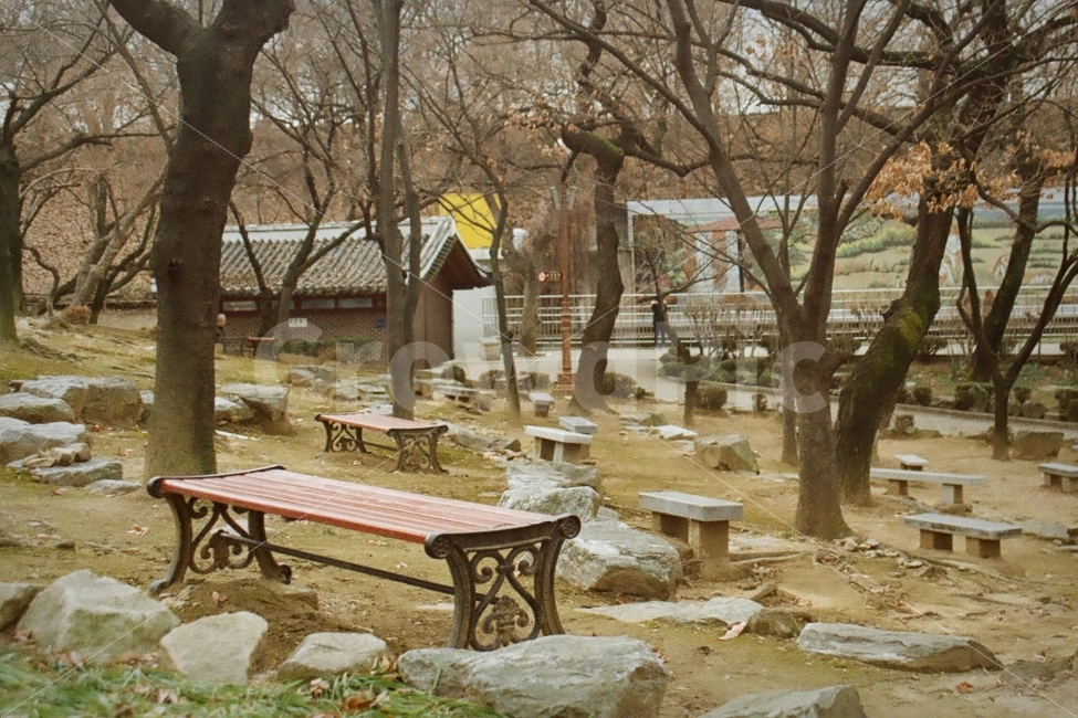 달성공원,대구달성공원,공원,벤치,의자,필름사진,자연,풍경,nature,landscape,가을,계절,fall,autumn,season,bench,tree,나무,plant,식물,furniture,가구