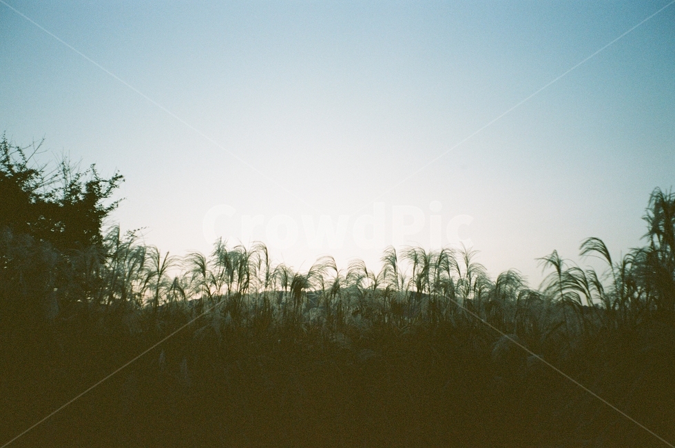 가을,억새,갈대,하늘,그림자,구름,나무,풍경,동네,산책,stroll,sky,fall,autumn,green,blue,cloud,필름,아날로그풍경,analog
