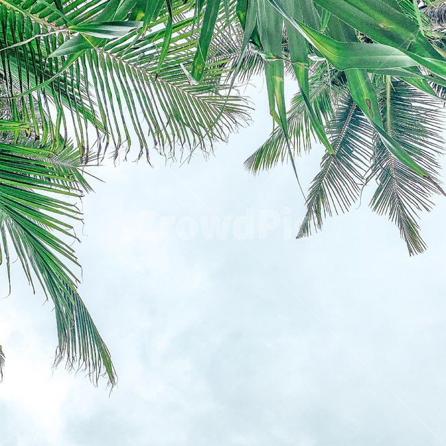 tree,나무,식물,야자수,palmtree