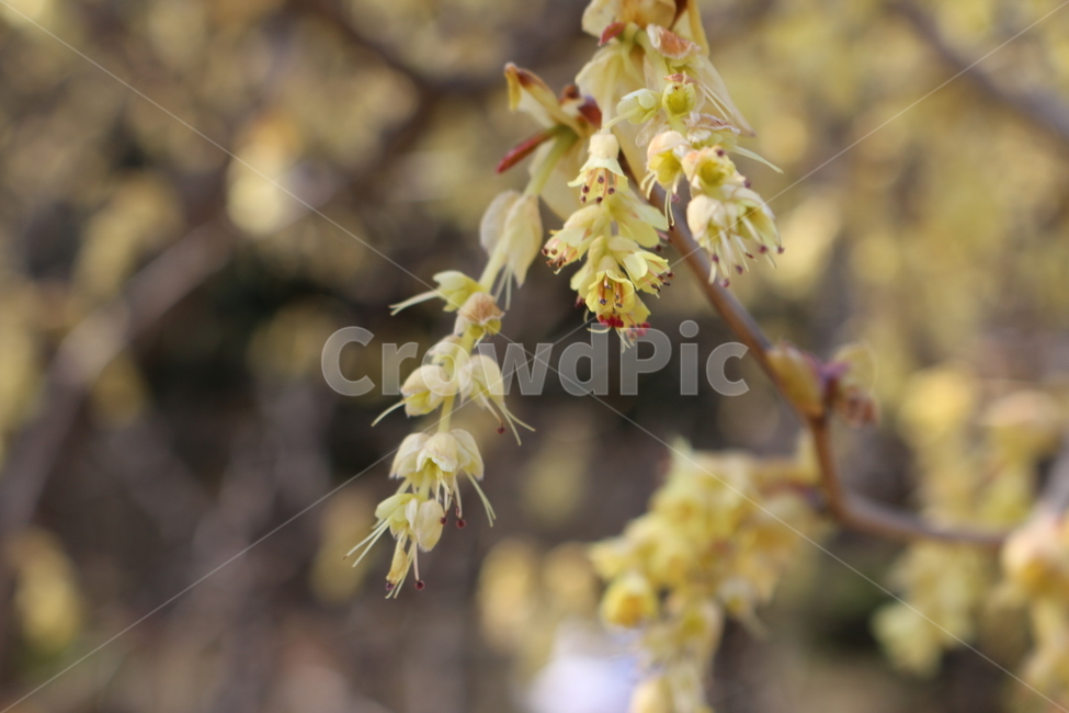 plant,식물,blossom,꽃,flower,식물,자연,plants,nature,꽃,flower