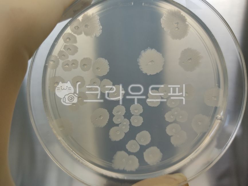 배지,미생물,바실러스,생균수시험,시험,테스트,균활성,균주,배양,성장,관찰