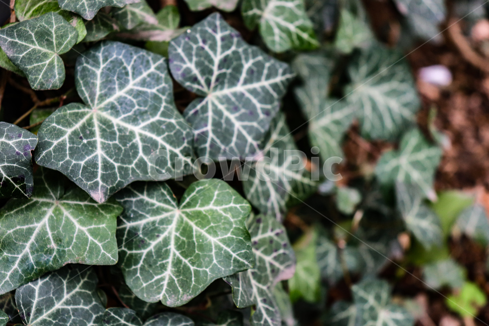 식물,plant,잎,leaf,덩쿨