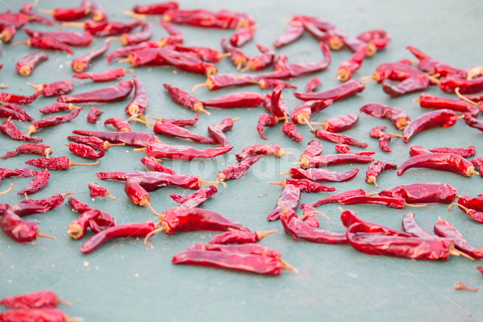 고추,말리는고추,hotpepper,빨간고추,가을