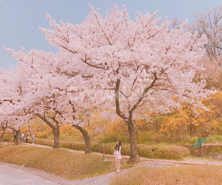 벚꽃,벚꽃나무,여자,풍경,봄,봄,계절,spring,season,사람,인물,인간,human,person,여성,여자,woman,female,lady,plant,식물