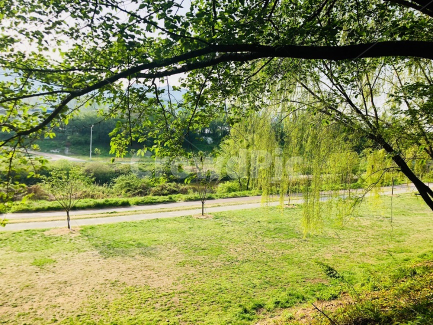 outdoors,tree,plant,arbour,grass,treetrunk,옥외,나무,식물,정자,나무줄기,잔디,산책,자연,nature,road,길,골목,낮,daytime,day,자연,풍경,nature,landscape,tree trunk,나무 줄기