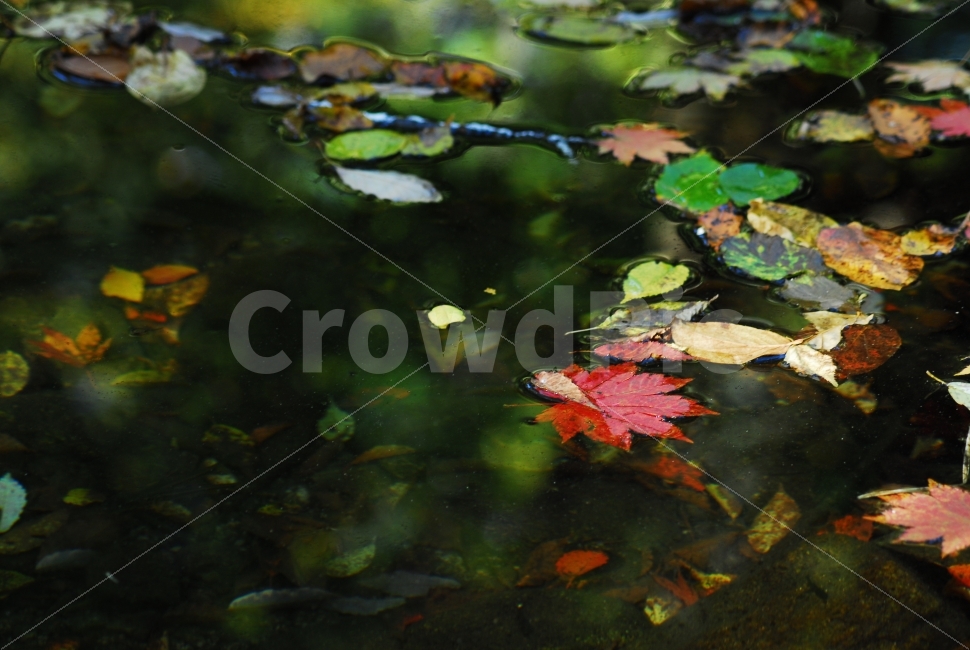 단풍,가을,가을풍경,계절,fall,계곡,가을,계절,fall,autumn,season,식물,자연,plants,nature,plant,leaf,잎