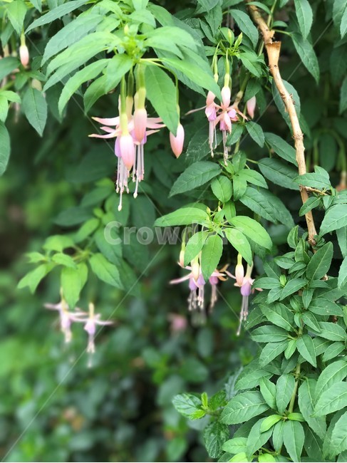 봄,꽃,꽃봉우리,산들산들,자연,식물,자연,plants,nature,꽃,flower