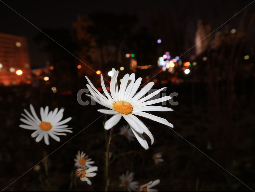 구철초,겨울꽃,공원,플래시,하얀꽃,식물,자연,plants,nature,꽃,flower