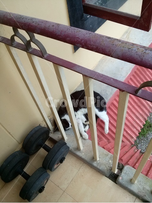 고양이,길냥이,베란다,낮잠,편안
