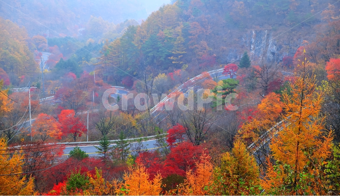 단풍,단풍길,보발재,가을,구인사,길,가을,계절,fall,autumn,season,자연,풍경,nature,landscape,한국자연풍경,한국자연경관,korea nature landscape,tree,나무,plant,식물,leaf,잎,maple,art,미술,painting,그림