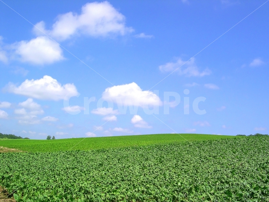 풍경,배경,배경이미지,배경사진,백그라운드,빽그라운드,background,풍경사진,바탕화면,바탕이미지,하늘,구름,밭,논밭,농사,농업,자연,자연,풍경,nature,landscape,outdoors,옥외,field,들