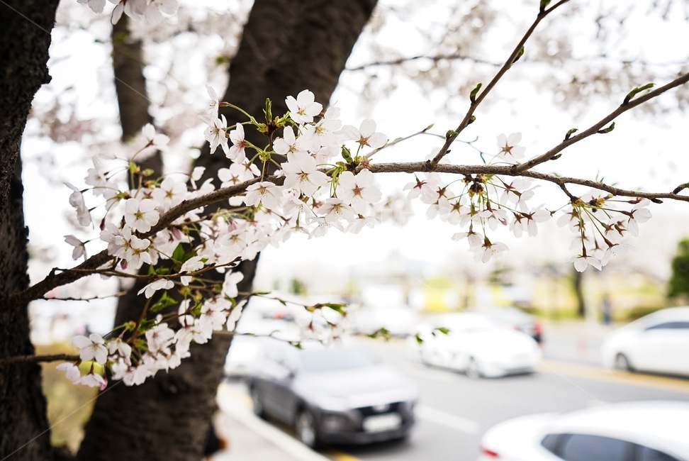 꽃,벚꽃,봄,꽃구경,접사,봄,계절,spring,season,plant,식물,transportation,교통,automobile,자동차,vehicle,차량,car,차,flower,blossom,cherry blossom