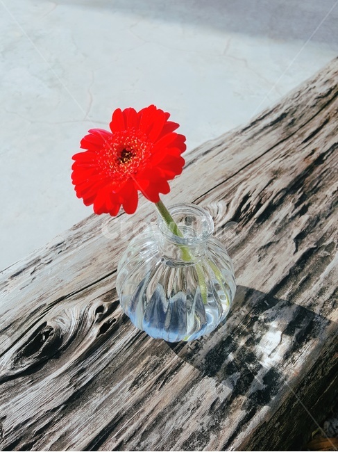 식물,plant,꽃,flower,빨간,red,유리,glass,화분,빛,light,나무,wood,식물,자연,plants,nature,꽃,flower