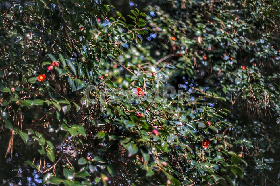 겨울,동백꽃,꽃봉우리,여수,오동도,꽃,식물,자연,plants,nature,꽃,flower