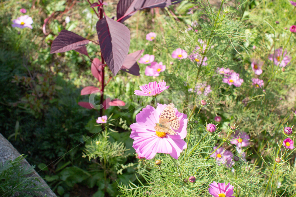 화분,화단,plant,식물,flower,제라늄,geranium,blossom,꽃,코스모스,가을꽃,식물,자연,plants,nature,꽃,flower