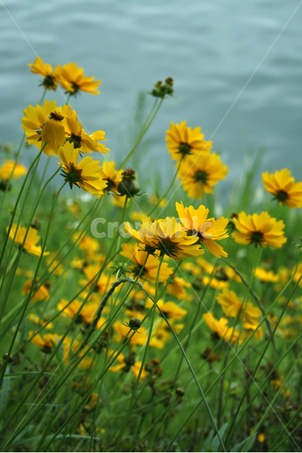 금계국,식물,flower,plants,nature,꽃,꽃봉오리,꽃밭,식물,자연,plants,nature,꽃,flower