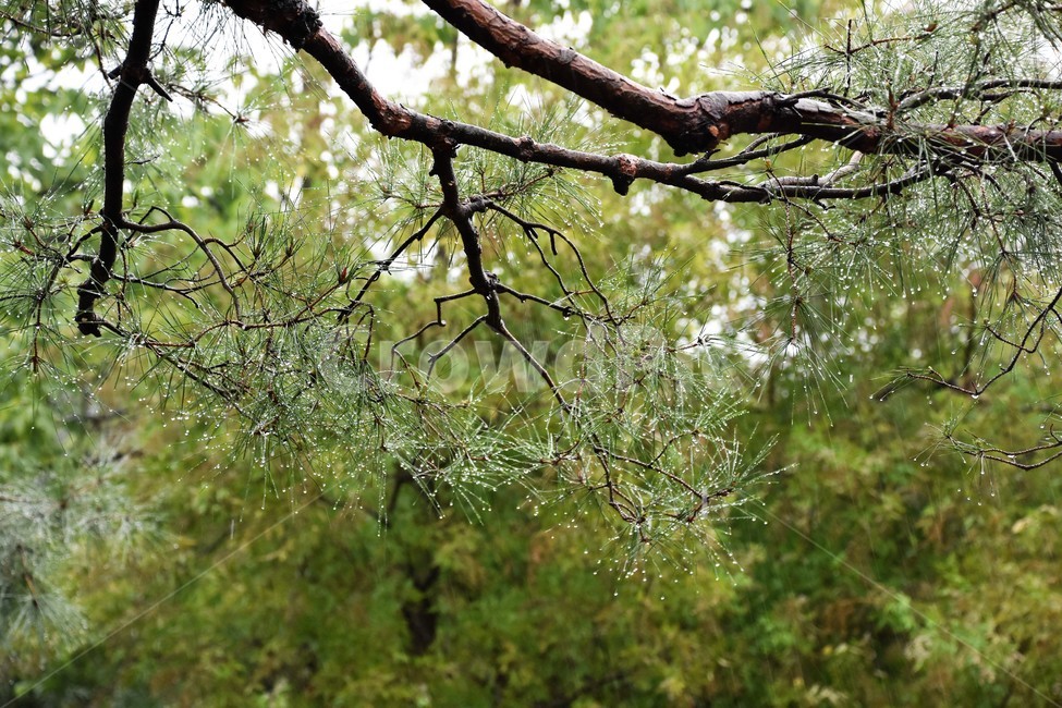 소나무,빗방울,물방울,비오는날,나무가지,식물,자연,plants,nature,나무,trees,wood,비,비오는날,rain,rainy