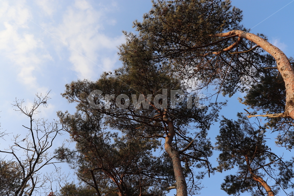 plant,식물,tree,나무,treetrunk,나무줄기,하늘,구름,sky