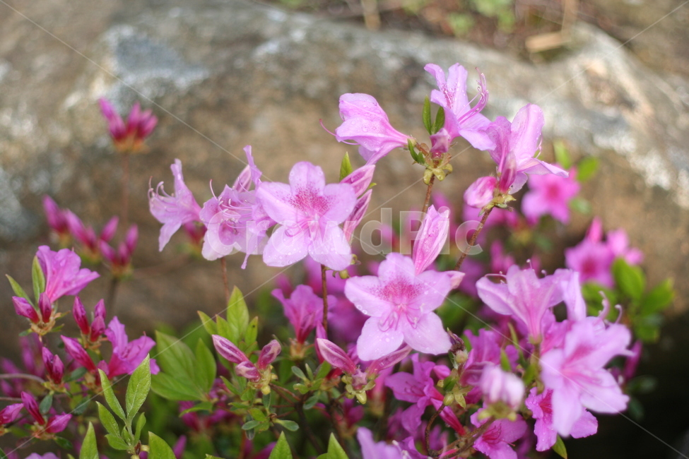 봄,비,봄비,철쭉,사라의기쁨,봄,계절,spring,season,식물,자연,plants,nature,꽃,flower,geranium,제라늄,plant,blossom
