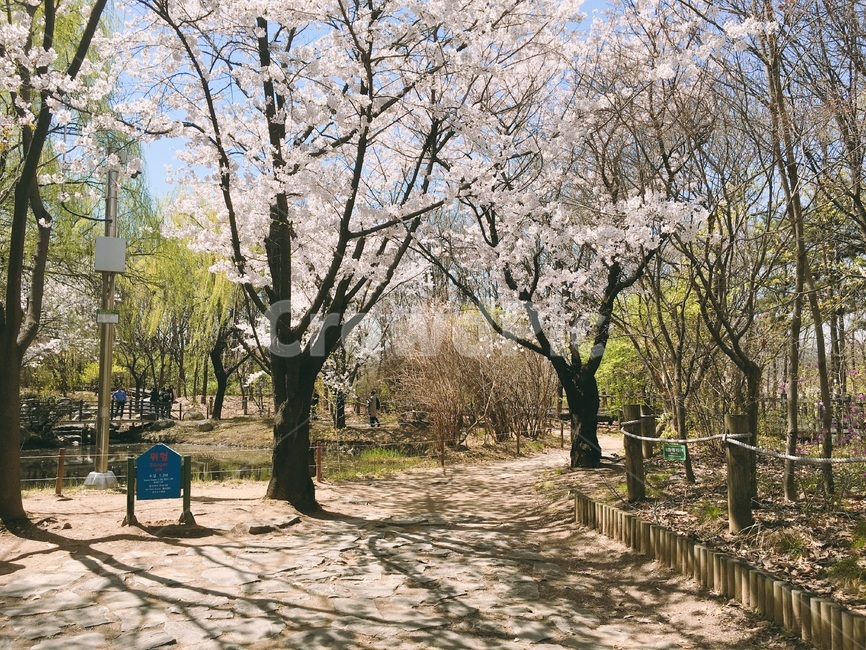 자연,풍경,나무,여유,벚꽃,tree,nature,landscape,healing,cherryblossoms,풍경사진,봄,계절,spring,season,plant,식물