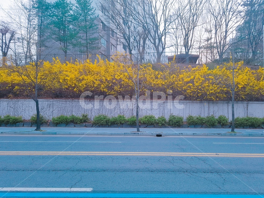 개나리,봄,꽃,도로,4월,봄,계절,spring,season,도시,풍경,city,landscape,asphalt,아스팔트,plant,식물,tree,나무