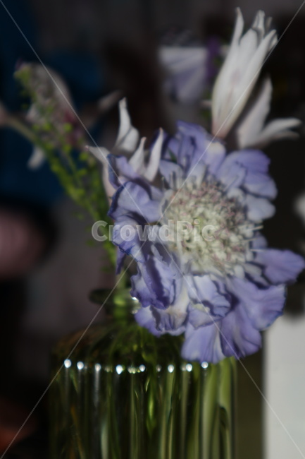 꽃,꽃병,보라색,flower,식물