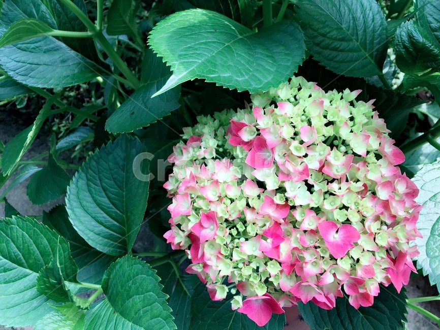 꽃,식물,수국,자연,잎,식물,자연,plants,nature,꽃,flower
