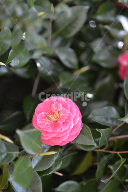 동백꽃,꽃,봄,핑크,분홍,식물,자연,plants,nature,꽃,flower