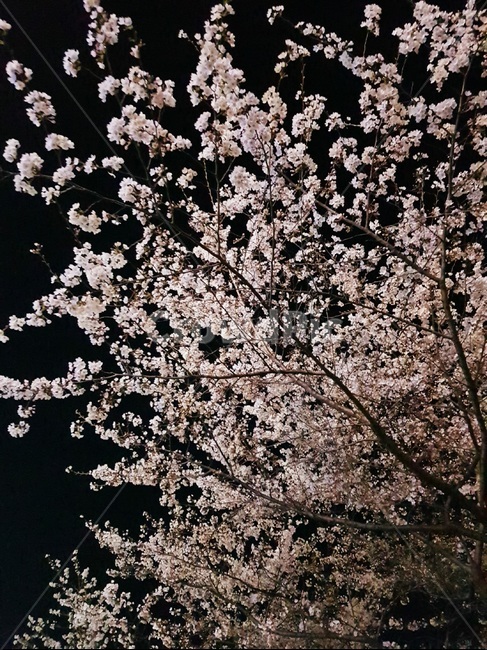 꽃,벚꽃,식물,flower,plant,blossom,cherryblossom,벚나무