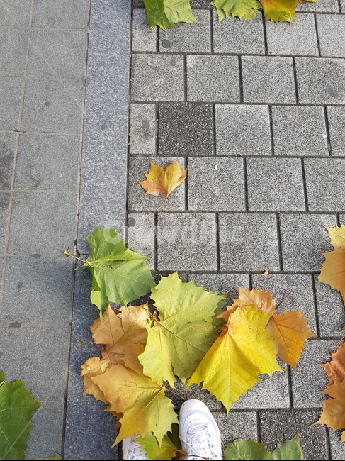 낙엽,가을분위기,운동화,단풍,가을낙엽