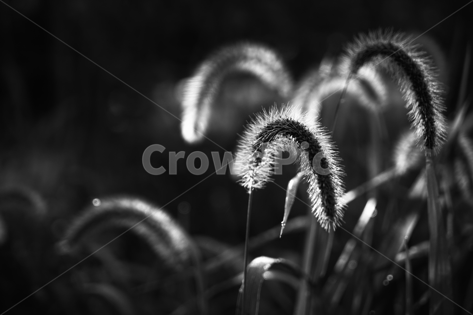 꽃,강아지풀,강아지풀꽃,야생,들꽃,식물,식물,자연,plants,nature,흑백,모노톤,monochrome,black and white