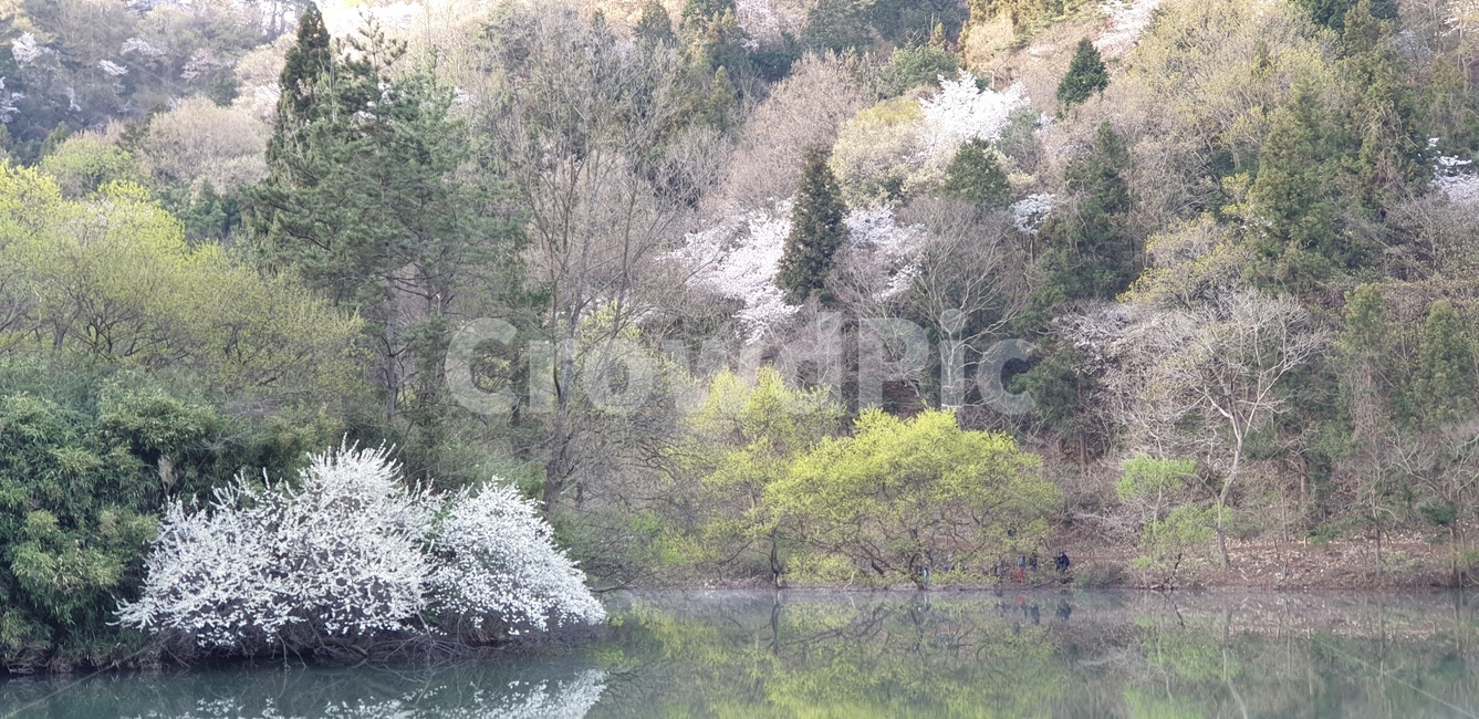 세량지,벗꽃,봄풍경,호수,자연,자연,풍경,nature,landscape,outdoors,옥외,water,물,land,땅