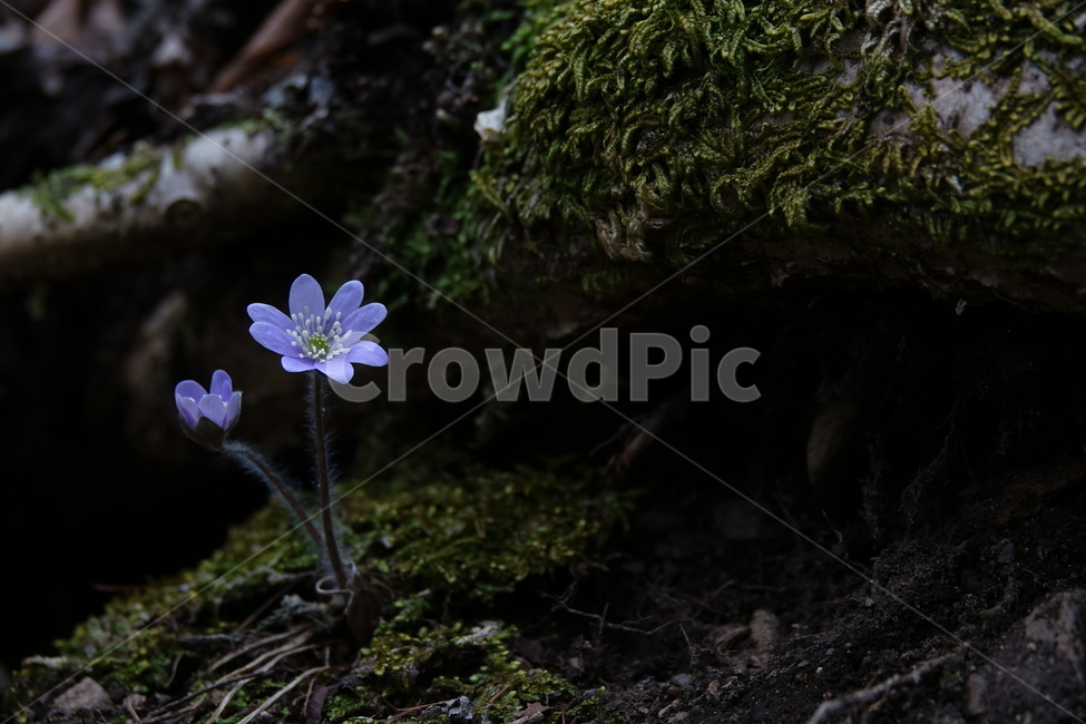 노루귀,야생화,꽃,봄,계곡,식물,자연,plants,nature,꽃,flower