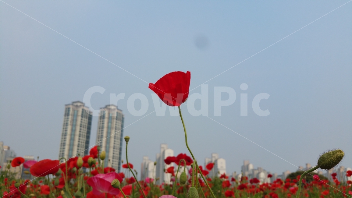 양귀비,양귀비꽃,공원,상동호수공원,호수공원,식물,자연,plants,nature,꽃,flower