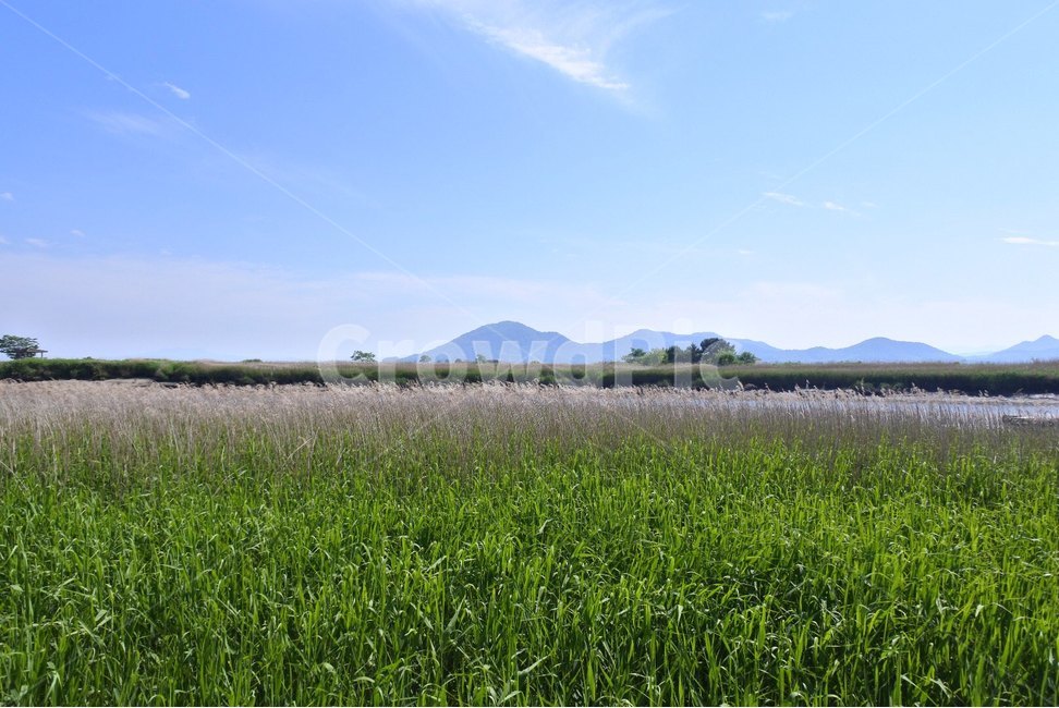 순천만,습지,자연,풍경,하늘,구름,자연,풍경,nature,landscape,field,들,outdoors,옥외,grassland,목초지