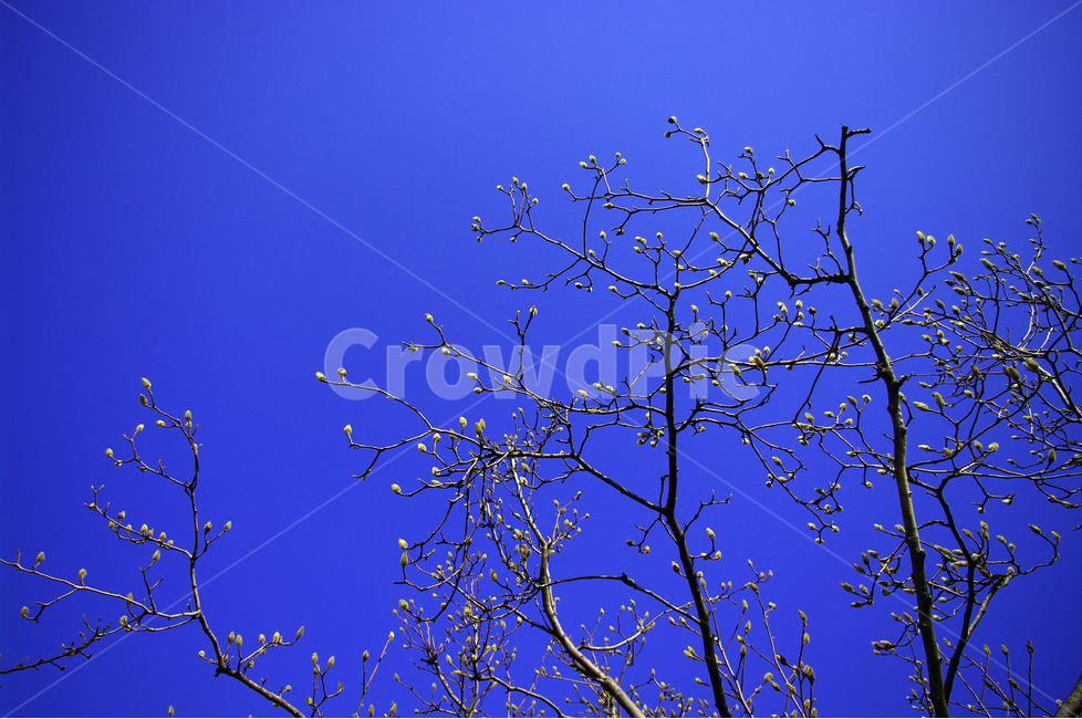 목련,나무,하늘,파란하늘,꽃봉오리,봄,봄날,봄풍경,봄꽃,감성,spring,flower,봄길,산책,봄나들이,식물,봄,계절,spring,season,식물,자연,plants,nature,나무,trees,wood