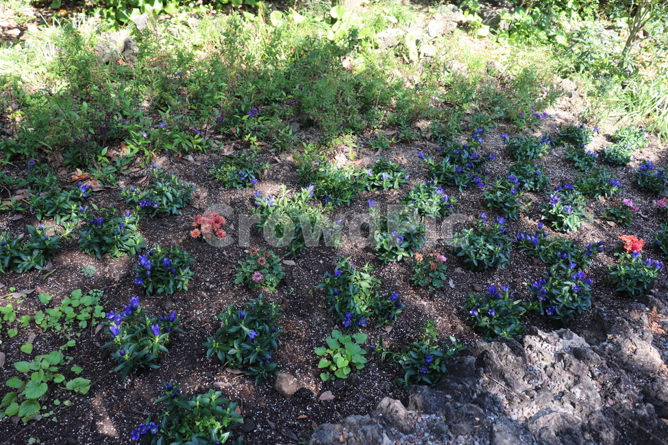 허브,herbs,초목,planter,식물,plant