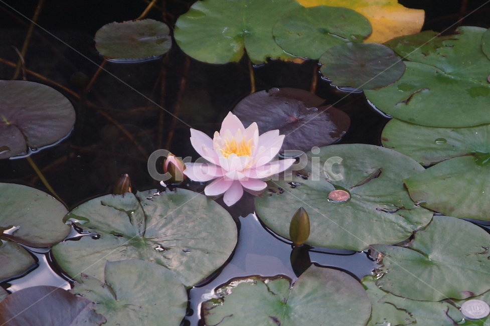 식물,plant,꽃,flower,연곷,blossom