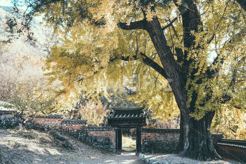 tree,나무,은행나무,전통건축,한옥,담,기와,고목,가을,감성사진,traditional,koreanstylehouse,wall,oldtree,fall,가을,계절,fall,autumn,season,한국전통,한국문화,korean traditional,korean culture,식물,자연,plants,nature,나무,trees,wood,휴식,힐링,rest,relaxation,healing