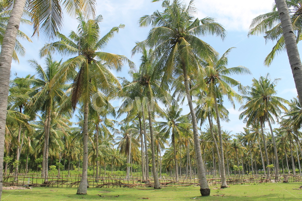 야자수,길리,palmtree,gili,nature,자연